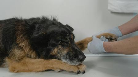 Imagen de archivo de un perro en el veterinario