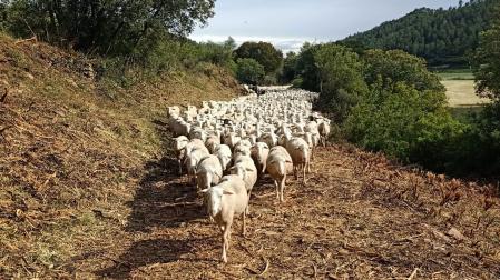 Un rebaño de ovejas