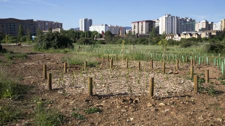 Parcela con los ejemplares plantados