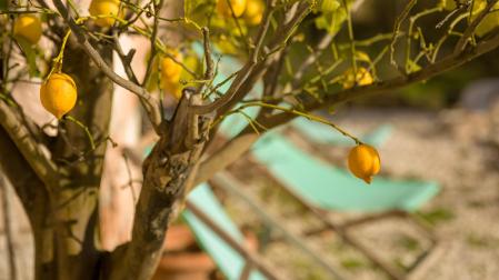 El limonero es una buena opción para plantar en un jardín por sus raíces poco invasivas