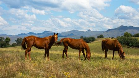 Caballos en un pasto