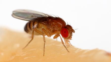 Mosca de la fruta