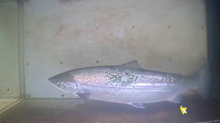 Captura de imagen del paso de un salmón ante la cámara