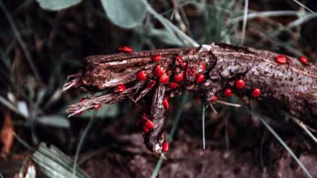 insectos