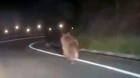 Un oso ha sido grabado esta pasada noche de sábado por un conductor que circulaba en la carretera que une las localidades de Ochagavía y Ezcároz, en el valle de Salazar.