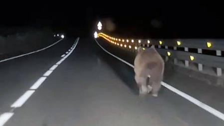 Oso corriendo en la carretera entre Ochagavía y Ezcároz, el domingo. DN