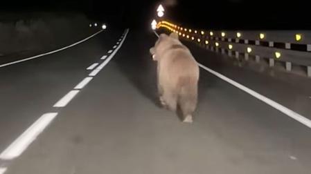 Oso corriendo por la carretera entre Ochagavía y Ezcároz, en la madrugada del domingo 14 de junio de 2026. Pantallazo de un vídeo grabado por vecinos. DN