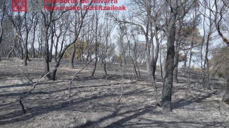 El incendio ha afectado a un pinar