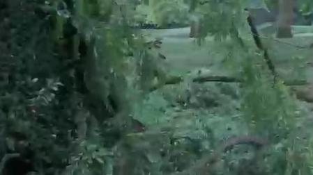 Vídeo de varios árboles caídos en Pamplona tras la tormenta del sábado