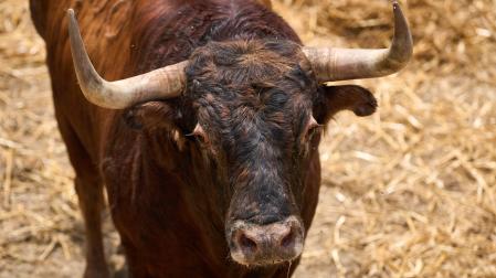 Rostro de uno de los 8 toros de la ganadería de Victoriano del Río para la Feria del Toro 2026. Los primeros en llegar y en ser vacunados en los corrales del Gas antes de los Sanfermines