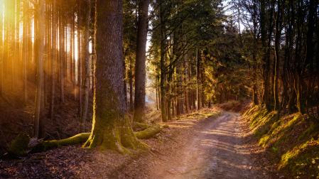 Un camino en el bosque
