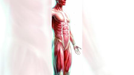 La fascia, el tejido que sostiene todo tu cuerpo