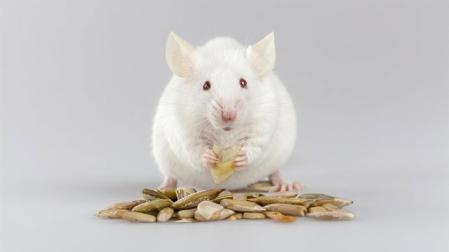 Ratón albino comiendo