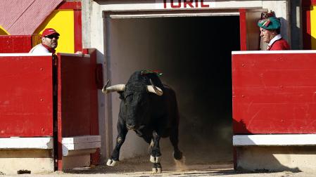 Fotos de la corrida del 8 de julio de la Feria del Toro 2026 con toros de la ganadería Cebada Gago para los diestros David Galván, Román y Manuel Diosleguarde