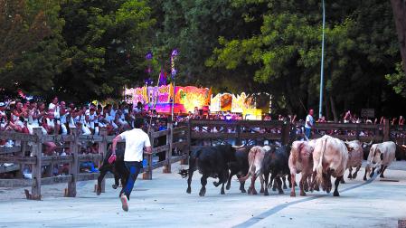 Los toros de la ganadería Miura corren hacia los corrales de Santo Domingo