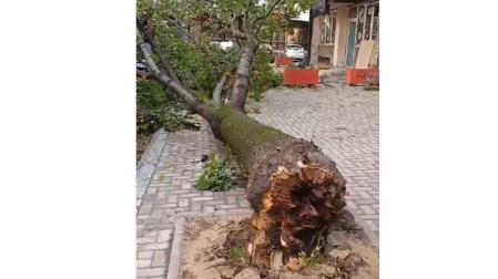 Árbol caído en Skopie