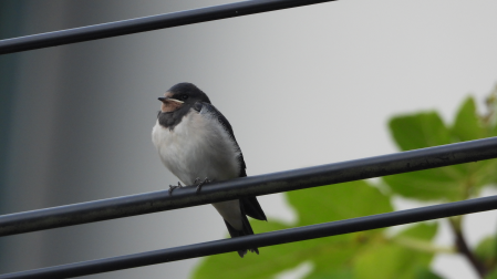 Un volantón de golondrina