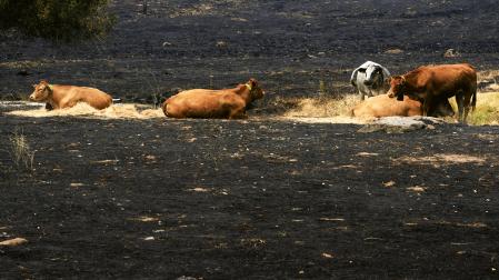 Ganado en una zona afectada por el incendio de Burgohondo, este lunes en las proximidades de La Adrada (Ávila).