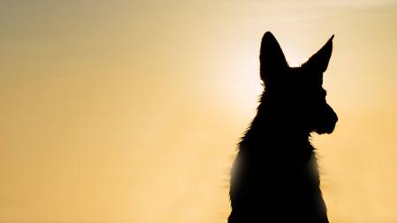 La silueta de un perro