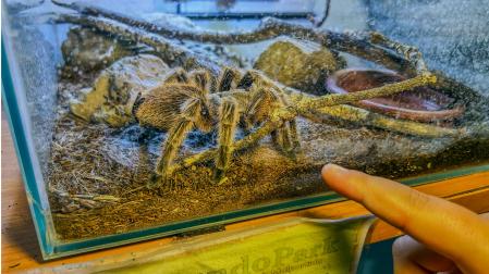 Ejemplar de tarántula que vive en el zoológico MundoPark de Guillena (Sevilla)