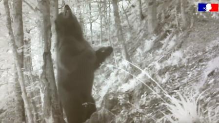 Captura del vídeo publicado por la Oficina Francesa de la Biodiversidad