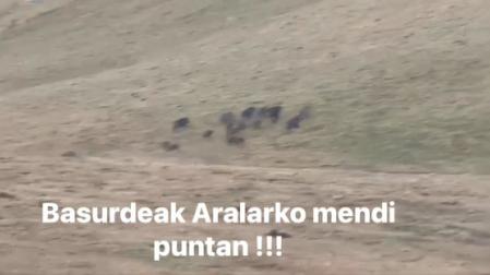 La organización agraria de los baserritarras profesionales de Euskadi, ENBA, ha compartido la imagen de los animales corriendo por la cresta de la sierra