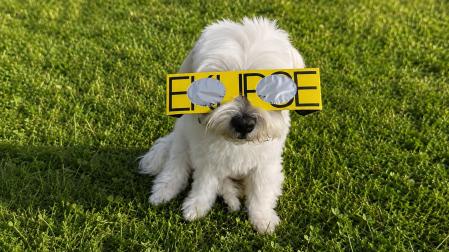 Un perro con unas gafas para ver el eclipse