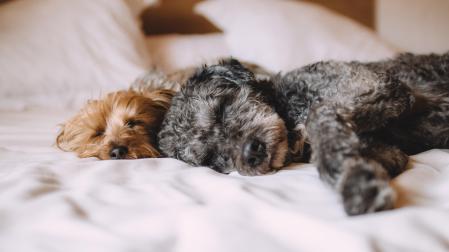 Perros en una cama