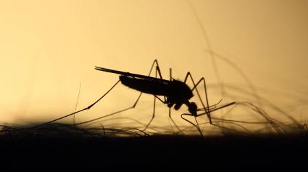 Mosquito