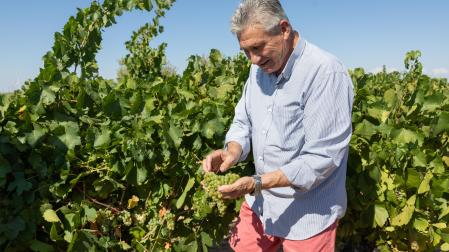 A: BLANCA ALDANONDO F: 05/08/2026 P: SERAFIN VICENTE MARTINEZ, PRESIDENTE BODEGA COOPERATIVA CIRBONERA, CON UN ARACIMO DE UVA CHARDONNAY EN LA MANO L: CORELLA T: SE ADELANTA UN AÑO MAS LA VENDIMIA. VIÑAS DE CORELLA
