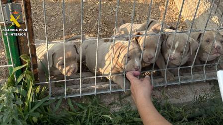 La Guardia Civil, en el marco de la operación Goscan, ha puesto a disposición judicial a 20 personas, de las cuales 14 han sido detenidas y otras seis investigadas por delitos contra los animales, intrusismo laboral y falsedad documental por comercializar perros a los que se practicaban amputaciones estéticas ilegales de orejas y rabo.
