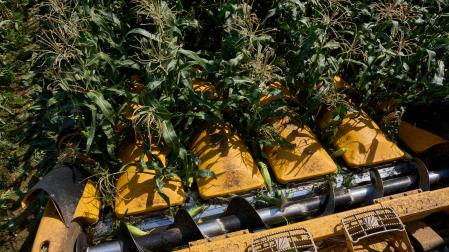 A: MIGUEL OSÉS F: 13–8-2026 P: L: PAMPLONA T: REPORTAJE SOBRE EL CULTIVO Y RECOGIDA DEL MAIZ DULCE EN NAVARRA