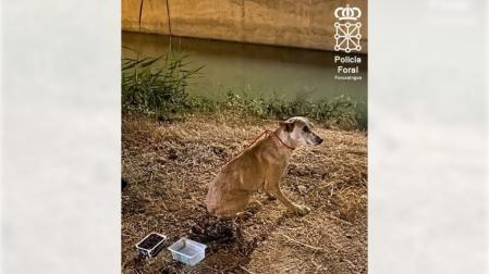 Imagen del perro rescatado
