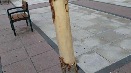 Detalle del trozo del árbol dañado por la extracción de la corteza