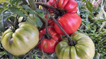 tomate