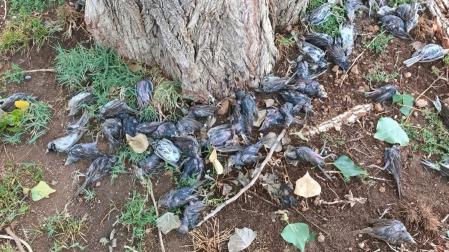 Imagen de varias de las aves muertas en Arguedas