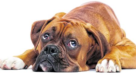 Imagen de un perro triste