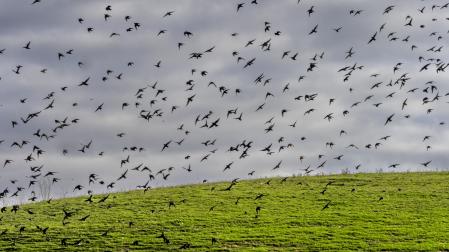 Una bandada de estorninos vuela sobre el cielo navarro.