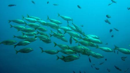 Banco de peces