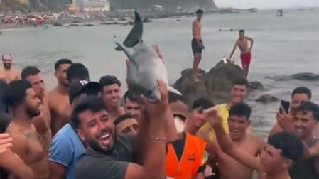 delfin
