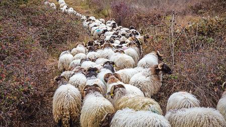 Las ovejas latxas que desde hace unos años limpian Ezkaba Txiki en Villava.
