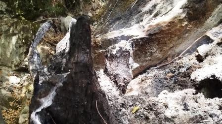 Detalle de un tronco quemado por el fuego de Urzqinqui