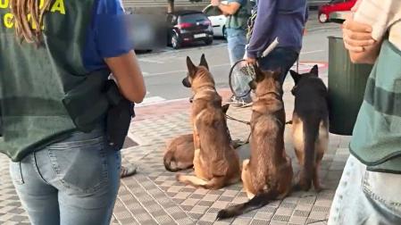Cinco animales en la vivienda, cuatro del detenido. los agentes de Guardia Civil y Policía Foral que acudieron al domicilio de la avenida de Zaragoza quedaron a cargo de los cuatro perros propiedad del arrestado, cuatro perros pastores (en la imagen). Hasta que se resuelva la situación del investigado, fueron trasladados provisionalmente a la perrera municipal de la capital navarra.