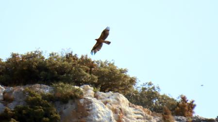 Las aves se han recuperado gracias a programas LIFE y medidas de restauración de su hábitat