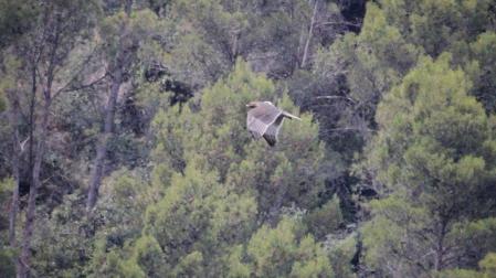 Dos nuevas águilas de Bonelli dominan estos días los cielos de Navarra. Son dos jóvenes ejemplares silvestres que han nacido en la Comunidad foral de sendas parejas reproductoras, una situación de normalidad que dista mucho de ser tal, ya que su especie está considerada como “En peligro de extinción” dentro del Catálogo de Especies Amenazadas de Navarra.