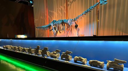 Paleontólogos de la Fundación Dinópolis, en España, han identificado en el yacimiento de La Tejería, en El Castellar (Teruel), fósiles de diplodocus