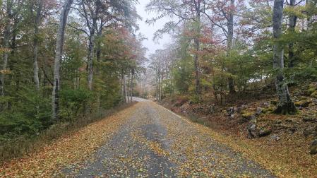El otoño en la carretera que conecta Lekunberri con San Miguel de Aralar