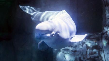 BELUGA