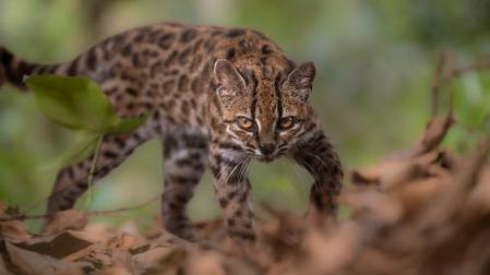 El felino silvestre Leopardus tilcayo fue identificado en los bosques de los Yungas bolivianos