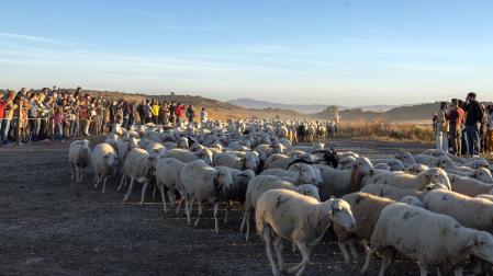 Tradicional acto de entrada de los rebaños de ovejas a Bardenas Reales